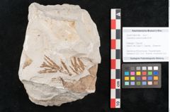 Foto (Objekt + Etikett) von Libocedrus salicornioides Endl. (NHMW-GEO-2024-0188-6748)